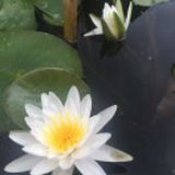 小虾米
