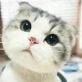 瞎猫吃鱼