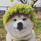芸伊