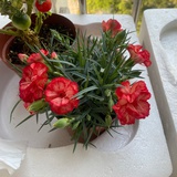 蝦小芝子