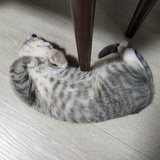 没钱