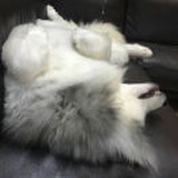 史提芬J