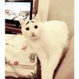 摸凹猫