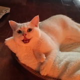 angelalala
