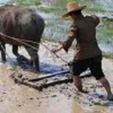 农民