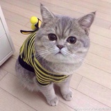 懵