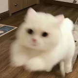 冷心网友⦁֊⦁꧞