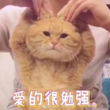 林林七的猫