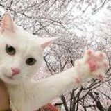 今天吃了吗