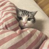 🐈 🍃