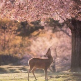 MissMagnolia