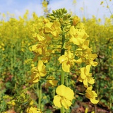 油菜花