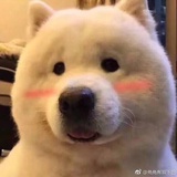 神秘终端