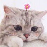 已注销