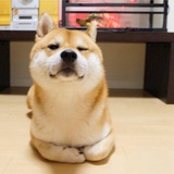 宋宋