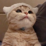 小鱼干