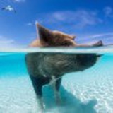 Whale