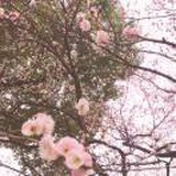 蓉芙