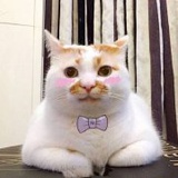虐狗狂魔胖六