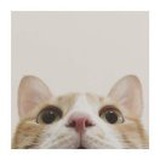 Ἑρμαφρόδιτος