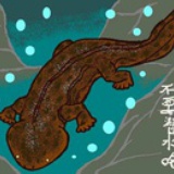 黑黑大鲵