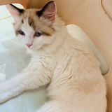 飞上天的丑小鸭