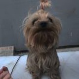 躁躁