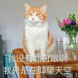 梧桐树