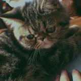 qieqieqie