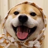 大肥狗说好运