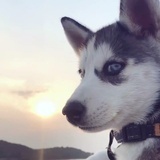 鹿