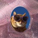 猪骨