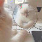 欣