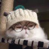 七色凉橙