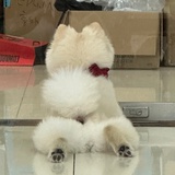 欧耶耶耶