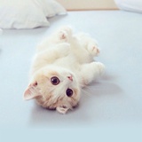 猫有九条命