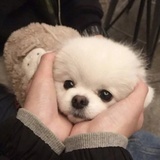 王珺Polca