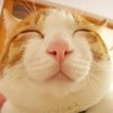 猫咪爱吃鱼