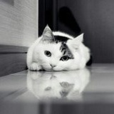 guan磊