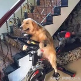 猫猫