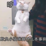 喵了个喵