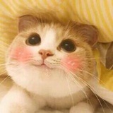 小鱼小虾小海疼