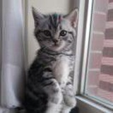 姜小猫