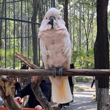 素问