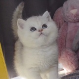 飞天猫