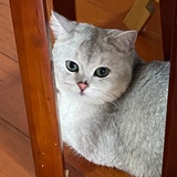 max-ji