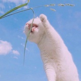 昆虫白