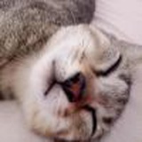 斋啡加盐