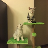 猫语者