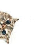 a cat